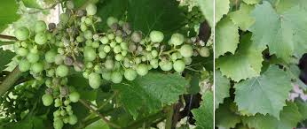 Image result for Vitis