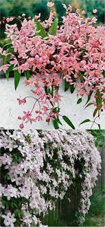 Flowering climbers in particular make a really attractive easy to care for, these flowers can fill your yard with scent and color all summer long and create the perfect backdrop for your showier plants. 20 Favorite Flowering Vines And Climbing Plants Flowering Vines Garden Vines Climbing Flowers
