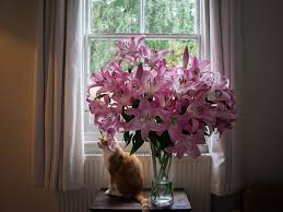 This is further made difficult because of hybrids. How To Treat Lily Toxicity In Cats