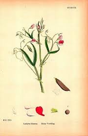 Image result for Lathyrus hirsutus