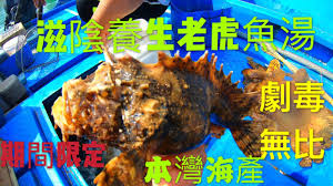 Venerable) is used to indicate respect for the dangerous animal, which is subject to taboo. è€è™Žé­š åŠ‡æ¯'è€è™Žé­šæ¹¯æ»‹è£œé¤Šé¡ é ‚ç´šæµ·é­šæœ¬ç£ æµ·æ–¹åˆ© Youtube