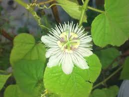 Image result for Ixora longipedunculata