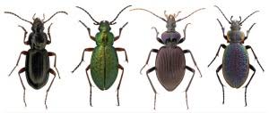 Exposition Coleopteres Insectes Extraordinaires Au Musee Des Confluences De Lyon Arts In The City