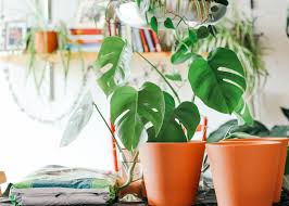 Regular price s$10.00 sale price s$6. 10 Indoor Plants That Do Not Need A Green Thumb Honeycombers