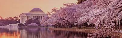 Want to see cherry blossoms in washington, dc this spring? 9 Facts About Washington Cherry Blossom Big Bus Tours