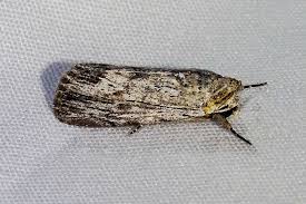 Image result for Photedes captiuncula