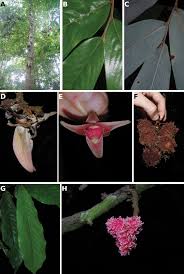 Image result for Monanthotaxis poggei