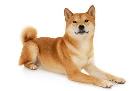 Shiba Inu