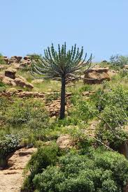 Image result for Secamone parvifolia