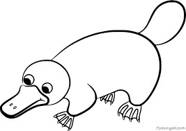 Get inspired by our community of talented artists. Simple Cute Platypus Coloring Page Coloringall