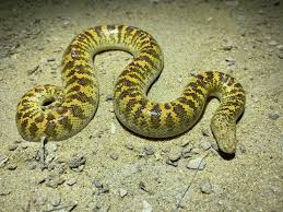 Are you looking for arabian sand boa for sale? Arabian Sand Boa Eryx Jayakari Inaturalist