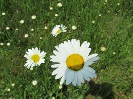 De gewone margriet (leucanthemum vulgare, synoniem: Nostalgische Plant Margriet Leucanthemum Groene Passies