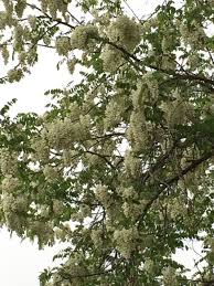 Tree with white flowers that stink. Black Locust Tree Robinia Pseudoacacia A Tree With Compound Leaves With Many Leaflet Pairs And Long Casca Flowering Trees Trees And Shrubs Forest Background