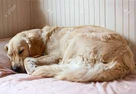 Dog Sleeping On The Bed Golden Retriever Stock Photo Picture And Royalty Free Image Image 15125412