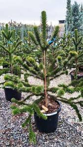 Total height including pot is approx. Monkey Puzzle Tree Araucaria Araucana Chilean Pine London Uk
