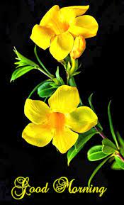 Tudo De Melhor Pode Acontecer Good Morning Flowers Good Morning Animation Good Morning Beautiful Images