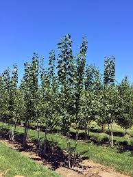 Image result for Prairie Gold