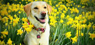 With new seasons, comes new pictures of flowers for you to choose from. Dogs In The Flowers Modern Dog Magazine