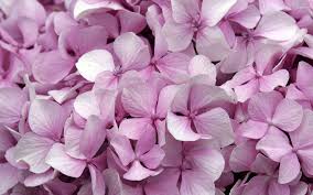 Check spelling or type a new query. Hydrangea Wallpaper Flower Wallpapers 5536