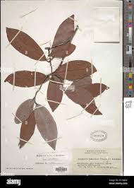 Image result for Diospyros ferrea