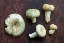 Image result for Melhania virescens