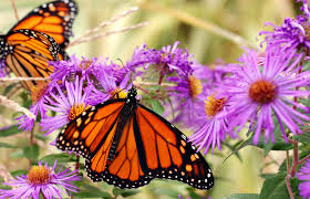 How To Make A Butterfly Island Bed Monarch Butterfly Garden Butterfly Plants Butterfly Garden Plants