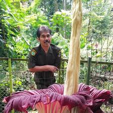 Kibut atau bunga bangkai raksasa atau suweg raksasa, amorphophallus titanum becc for faster navigation, this iframe is preloading the wikiwand page for bunga bangkai raksasa. Bunga Bangkai Raksasa Mekar Di Tahura Djuanda Bandung