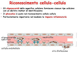 Check out inspiring examples of struttura artwork on deviantart, and get inspired by our community of talented artists. La Struttura Delle Membrane Biologiche Le Membrane Biologiche