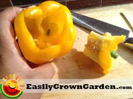 Growing peppers indoors for the first few months is required in my part of the country because of the long growing cycles needed. How To Grow Bell Peppers From Seed From The Grocery Store Easily Grown Garden