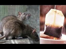 Nah selagi kita berusaha mengusir ular dari rumah kita. Doa Halau Tikus Dari Rumah