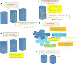 We did not find results for: Frontiers Cortical Microtubule Rearrangements And Cell Wall Patterning Plant Science