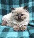 Ragdoll Cat for Sale | Buy Ragdoll Cats | Ragdoll Cat ...
