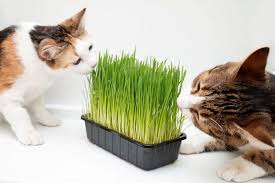 Mesin rumput jenis gendong, mesin ini ialah mesin yang paling sering kita temui sekarang ini, hal ini dikarenakan mesin yang mudah digunakan dan tentunya harga yang disuguhkan lebih murah dan terjangkau dibandingkan jenis mesin pemotong rumput yang lainnya. Cara Menanam Rumput Gandum Di Dalam Pot Dan Baki Halaman All Kompas Com
