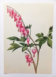 Bleeding Heart Poppy Family Vintage Flower Picture Pink Etsy Flower Drawing Heart Flower Tattoo Bleeding Heart