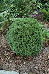Image result for Buxus acutata