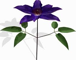 Focusing on bringing technology solutions to the financial industry, aaron wormus was the lead architect in the development of the hedge fund calculator, hedgeco websites platform, and most recently hedgecovest. Flower Clematis 3d Model