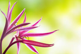I grow the benary mix and other varieties. Best Types Of Plants For Summertime In South Carolina