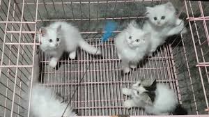 Kucing ini adalah ras dari kucing domestik dengan bulu yang panjang dan lebat serta mempunyai. Jual Anak Kucing Jual Kucing Sidoarjo Youtube
