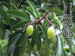 Image result for Mangifera