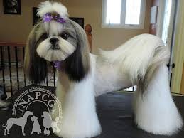 Pin By Sara Porter On Puppies Dog Grooming Styles Shih Tzu Haircuts Grooming Style