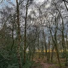 Great spotted woodpeckers, nuthatch, treecreepers, kingfisher. Brereton Heath Local Nature Reserve 2 Tips From 50 Visitors