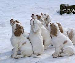 Clumber Spaniel Puppies Playful Learning Clumber Spaniel Breed Information Breed History Breed Descrip Clumber Spaniel Clumber Spaniel Puppy Spaniel Breeds
