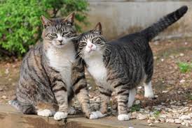 The term tabby is coat pattern found on some cats (and in several breeds), the temperament and personality of a cat has nothing to do with its coat. Don T Be So Fast To Judge A Cat By Its Color Study Warns Berkeley News