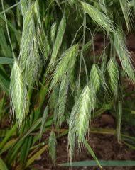 Image result for Pseudobromus