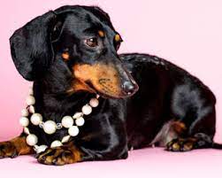 She lost her long and courageous 9 year battle with cancer, leaving her beloved son patrick and three grandchildren and other family, to miss her deeply. Adopt A Dachshund Dachshund Lovers Of Texas Rescue Dallas Texas