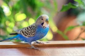Budgies are bred in captivity with colouring of blues, whites, yellows, greys, and eve. Durfen Wellensittiche Bananen Essen Hier Gibt Es Die Antwort