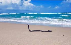 View live cams in melbourne beach and see what's happening at the beach. What Do You Think Melbourne Beach Melbourne Beach Beach Melbourne