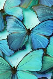Many awareness groups use the color teal.; Show Me Your Mumu Aqua Color Palette Beautiful Butterflies Green Colour Palette