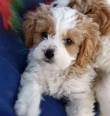 Cavapoo Cavalier King Charles Spaniel Poodle Mix Puppy Poodle Mix Puppies Cute Dogs Puppies