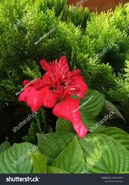 Image result for Dalechampia